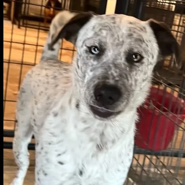An adult medium-sized male Australian Cattle Dog / Blue Heeler dog named Gizmo for adoption in Canyon, TX