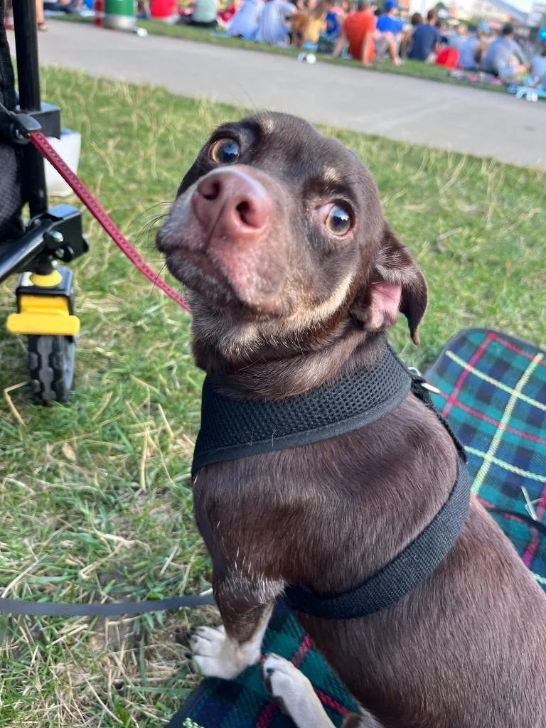 An adult small-sized male Chihuahua dog named Fiji for adoption in Bloomington, IN