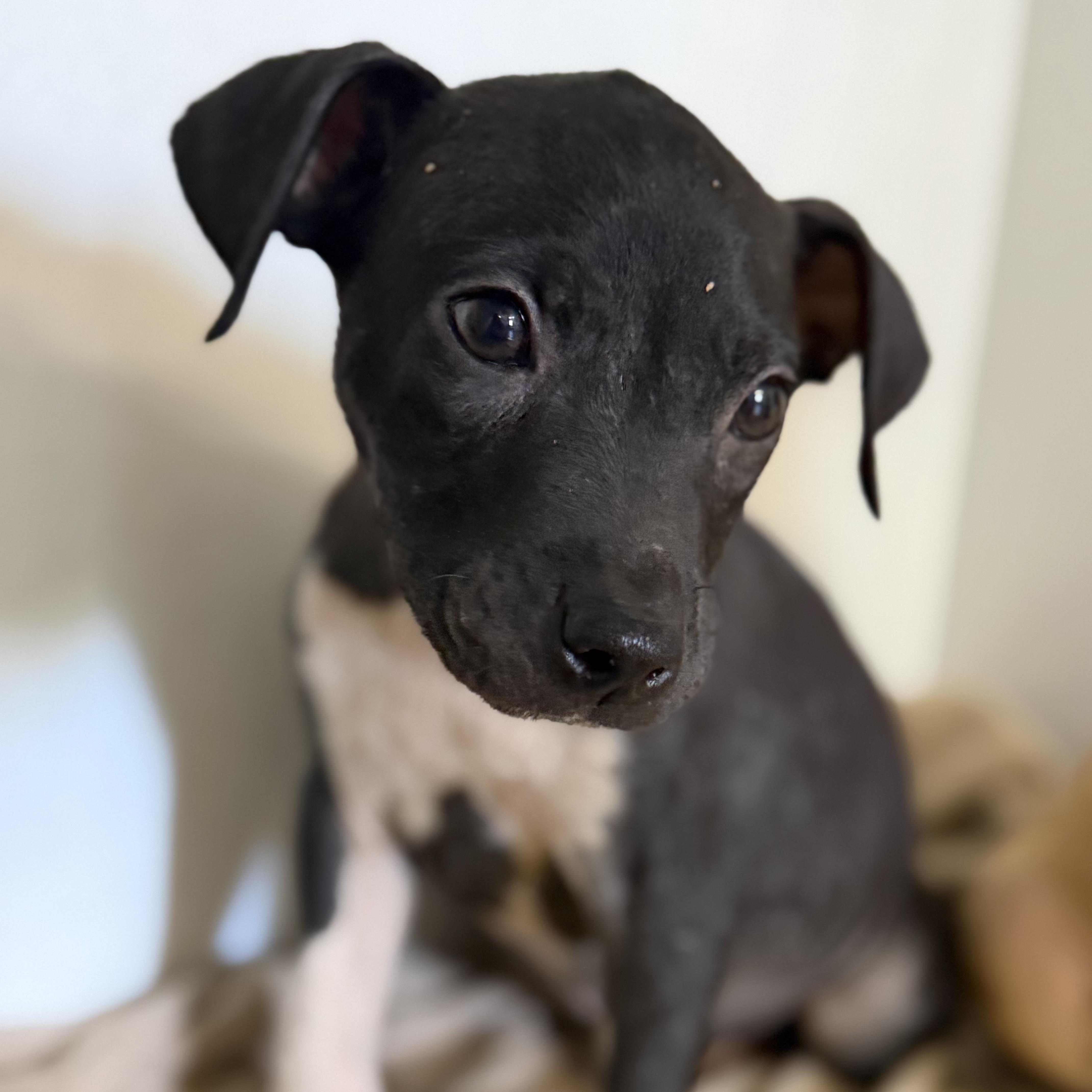 A baby medium-sized male Mixed Breed dog named Textron for adoption in Columbia, SC