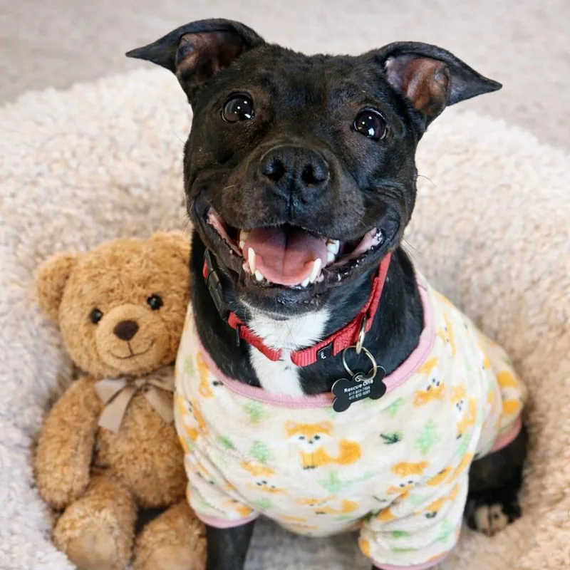 Polly Pocket  Current