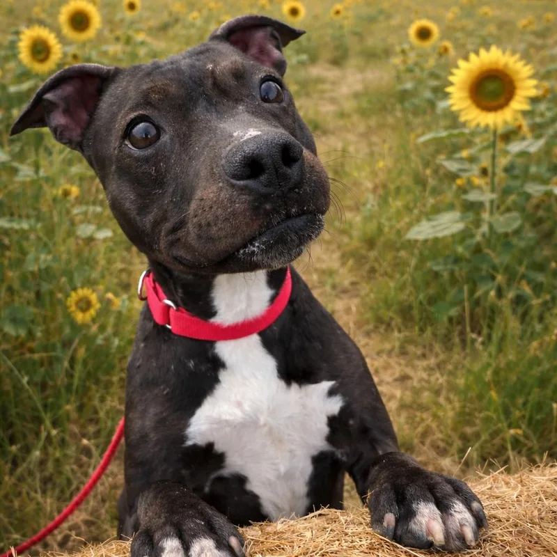 Polly Pocket  Current thumbnail 4