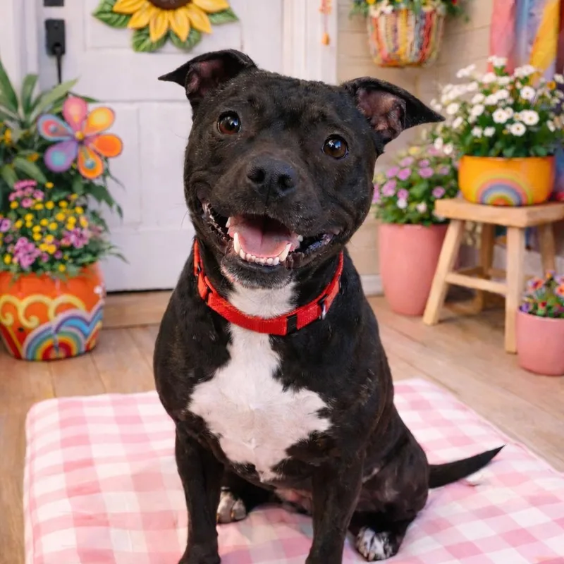 Polly Pocket  Current thumbnail 5