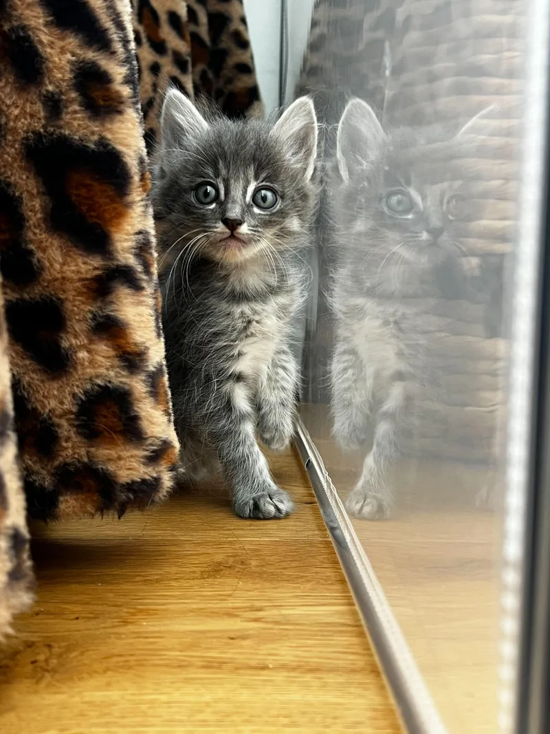 A baby medium-sized female Gray / Blue / Silver Domestic Medium Hair cat named Maeve for adoption in Santa Monica, CA