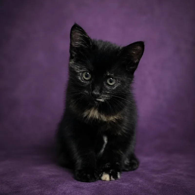 A baby large-sized female Tortoiseshell Domestic Short Hair cat named Maggie for adoption in Heber Springs, AR