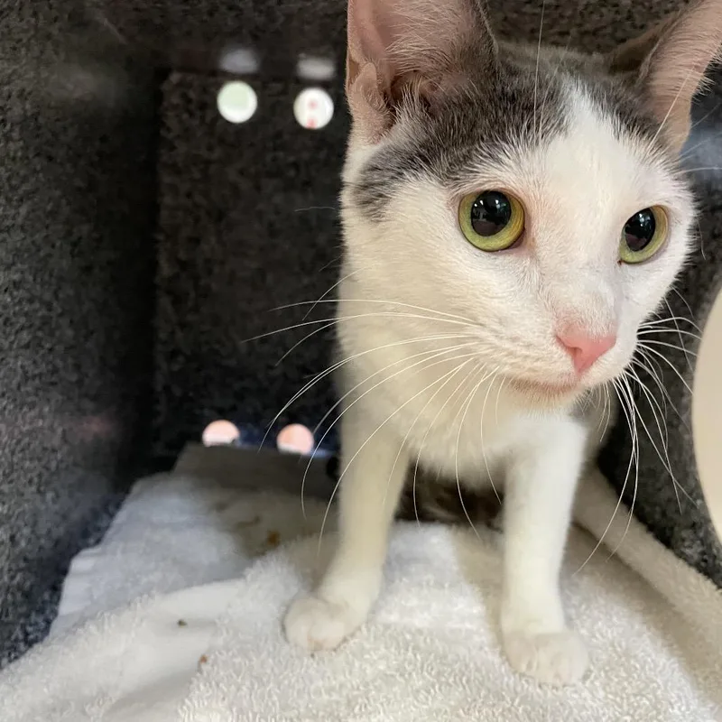 An adult medium-sized female Calico Domestic Short Hair cat named Lottie for adoption in Pasadena, CA