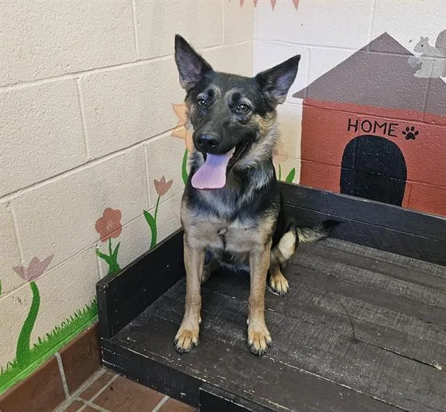 An adult large-sized female Belgian Shepherd / Malinois dog named Daisy for adoption in Castaic, CA