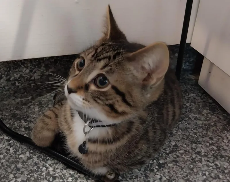 A baby medium-sized male Domestic Short Hair cat named Catnip Dealer for adoption in South Bend, IN