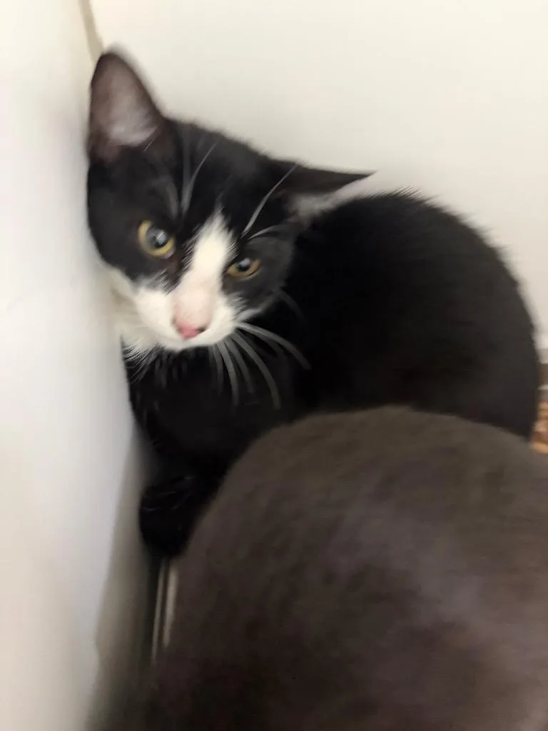 A baby medium-sized female American Shorthair cat named Sarah for adoption in Neosho, MO