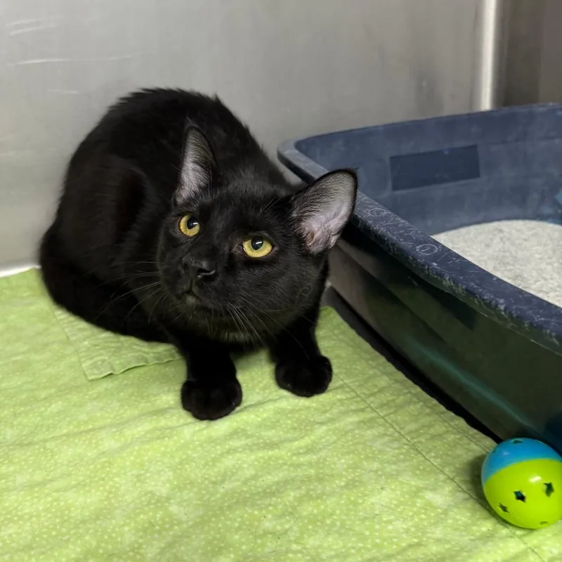 A baby small-sized female Black Domestic Short Hair cat named Bailey for adoption in Casa Grande, AZ