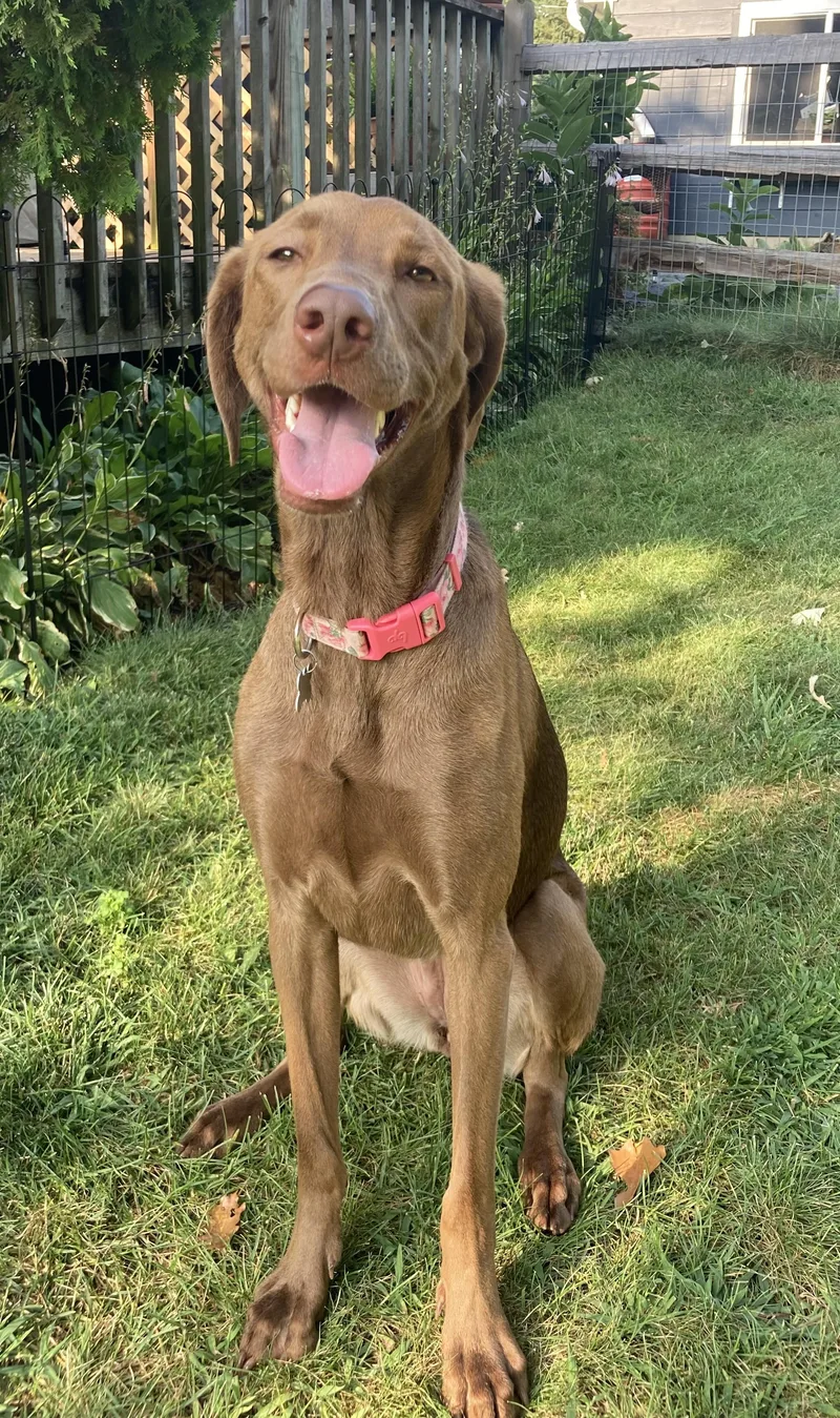 A young large-sized female Retriever dog named Miller for adoption in Palatine, IL