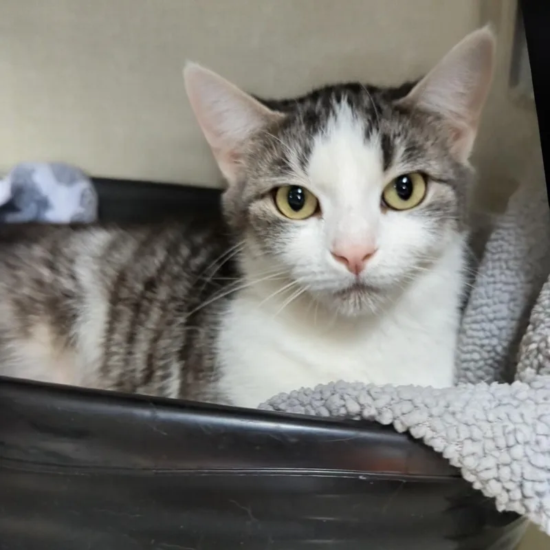 Big Bird thumbnail 2