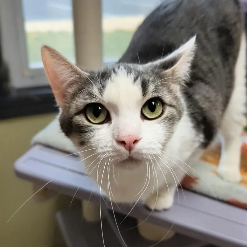 Big Bird thumbnail 3