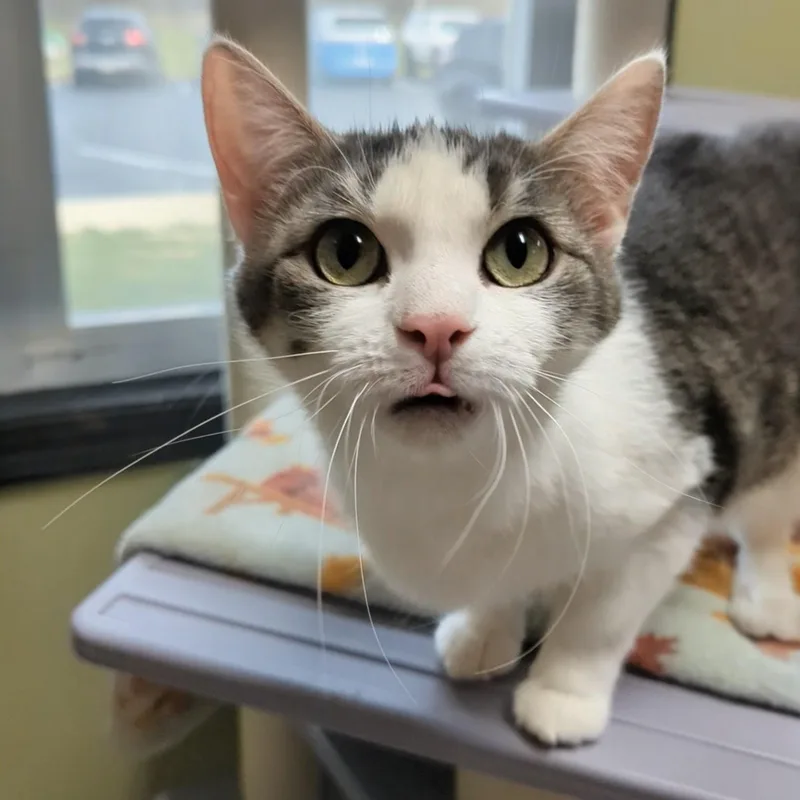 Big Bird thumbnail 4