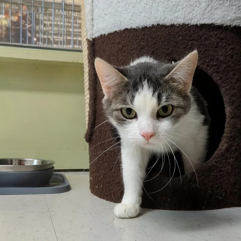 Big Bird thumbnail 5