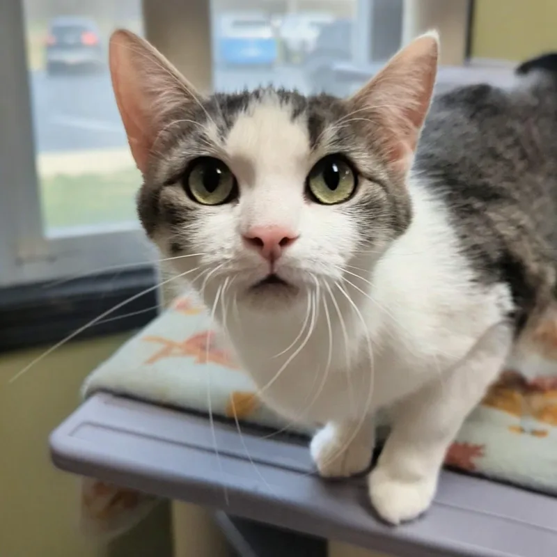 Big Bird thumbnail 6