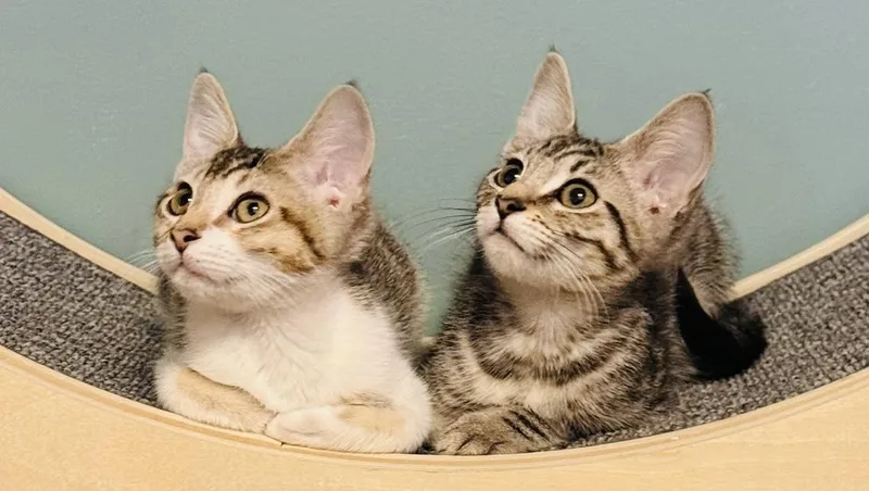 Laserjet thumbnail 2