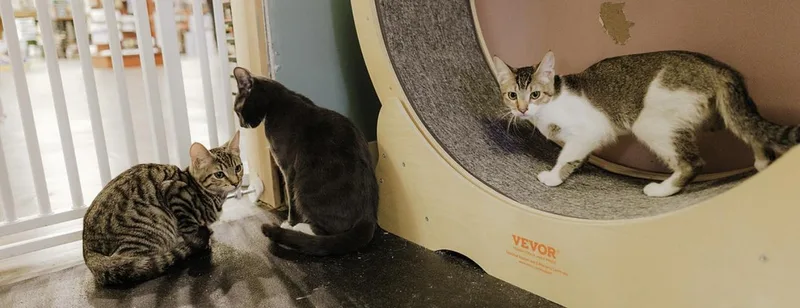 Laserjet thumbnail 4