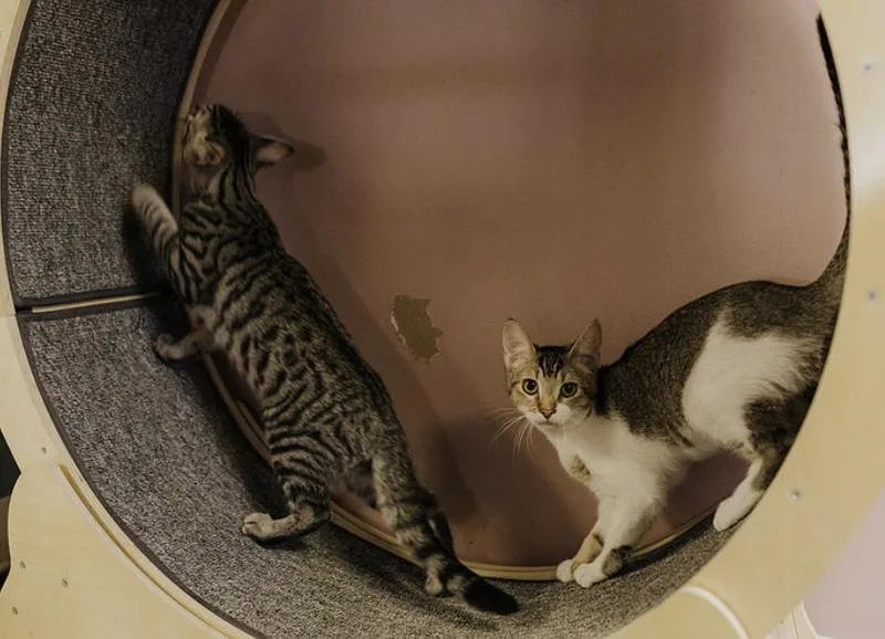 Laserjet thumbnail 5