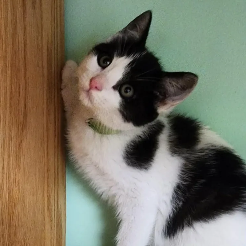 A baby small-sized female Black Domestic Short Hair cat named Hammerhead for adoption in Shinnston, WV