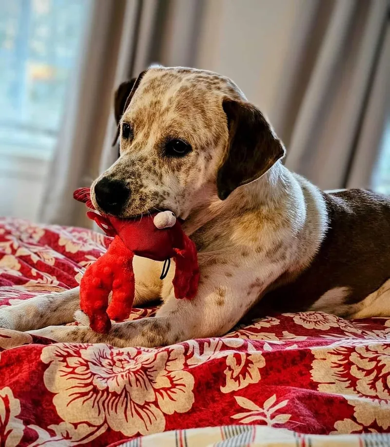 A young large-sized male American Staffordshire Terrier dog named Dylan for adoption in Hewitt, NJ