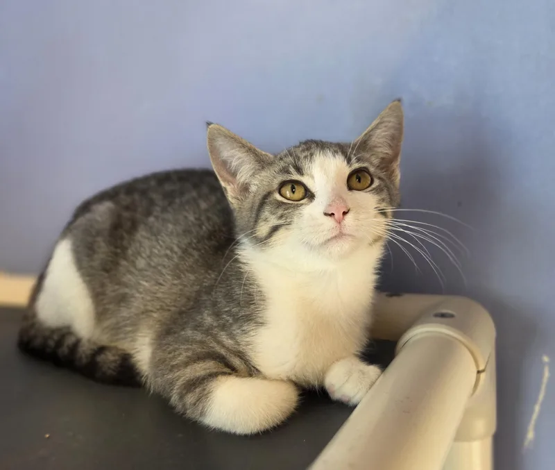 A young small-sized female Tabby (Gray / Blue / Silver) Domestic Short Hair cat named Ducky for adoption in Brookings, SD