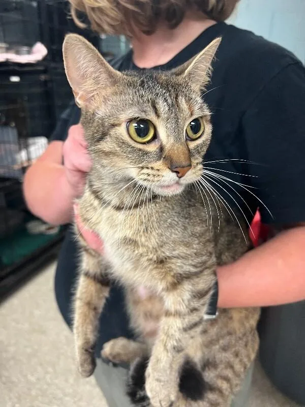 An adult medium-sized female Tabby (Brown / Chocolate) Domestic Short Hair cat named Collette for adoption in Supply, NC