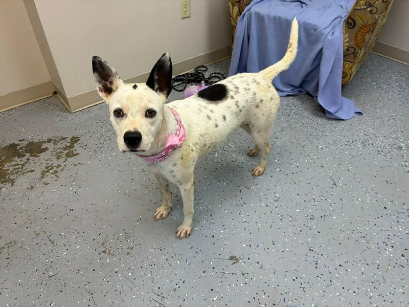 An adult large-sized female Black Terrier dog named Ella for adoption in Senatobia, MS