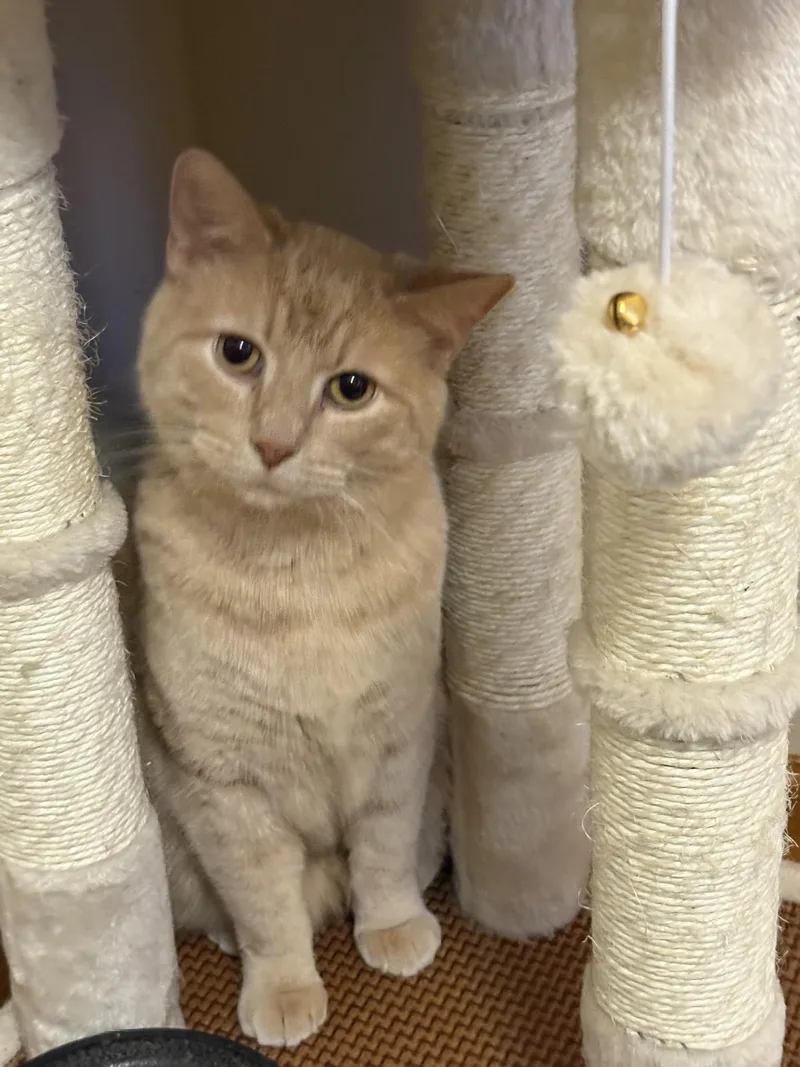 A young medium-sized male Domestic Short Hair cat named Sam for adoption in Bloomington, IL