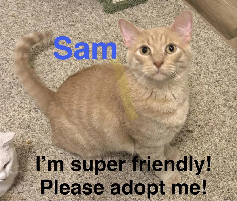 Sam thumbnail 2