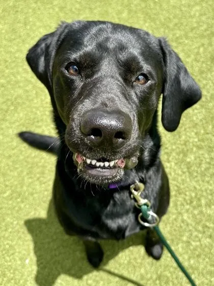 An adult large-sized male Black Labrador Retriever dog named Beau for adoption in Wichita, KS