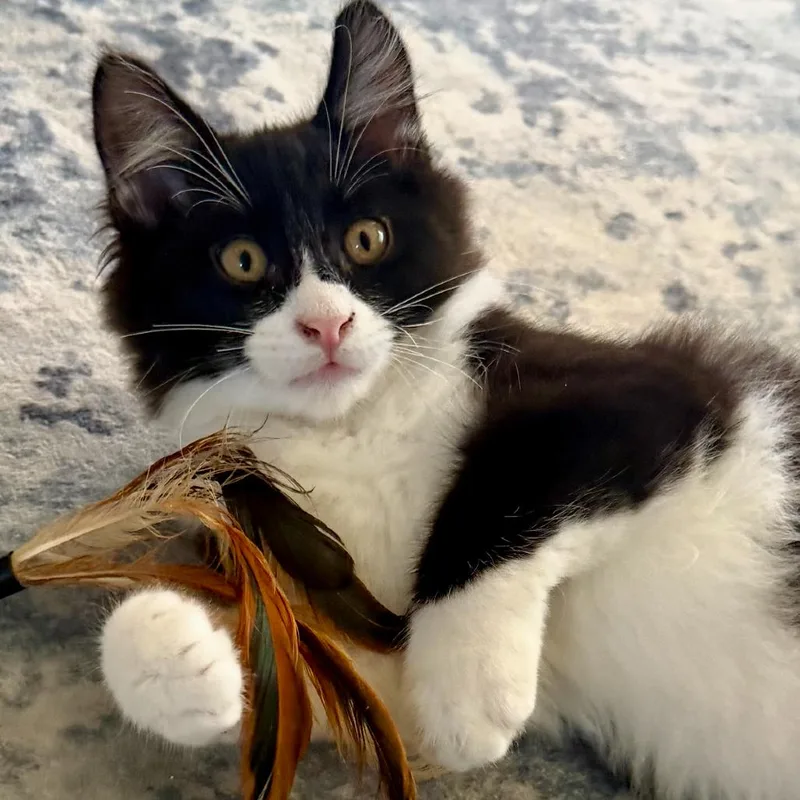 A baby small-sized male White Domestic Medium Hair cat named Taki for adoption in Long Beach, CA