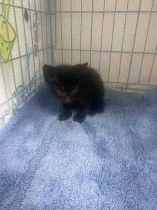 A baby small-sized male Domestic Short Hair cat named Simon for adoption in Gainesville, FL