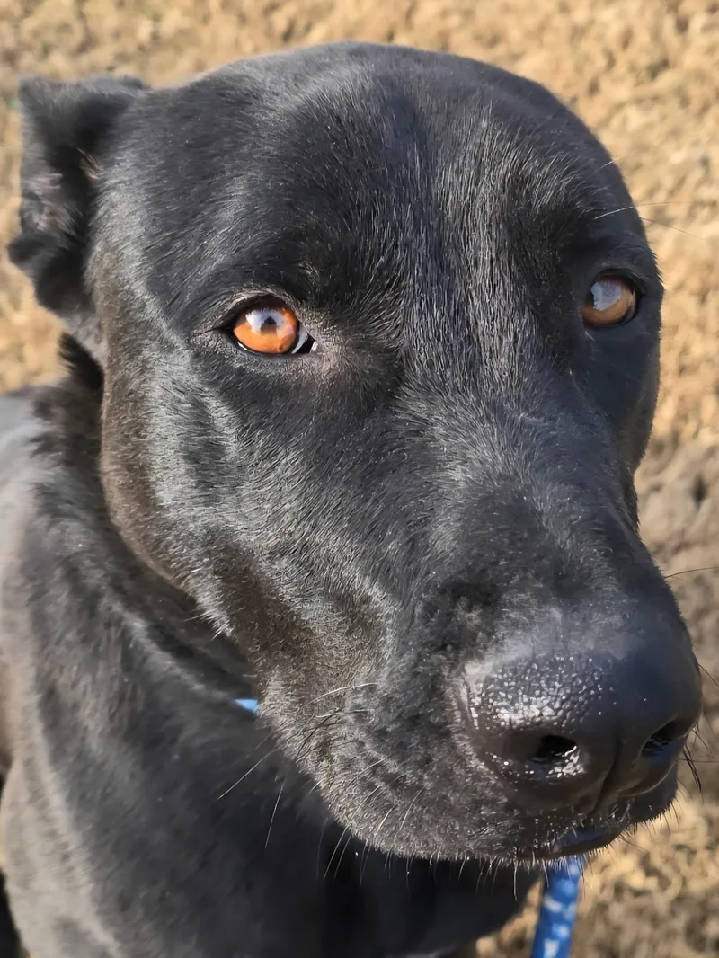 A young medium-sized male Black Labrador Retriever dog named Diesel for adoption in Weatherford, TX