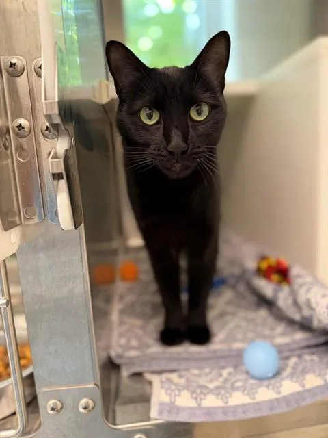 A young small-sized female Domestic Short Hair cat named Marigold for adoption in Brighton, CO