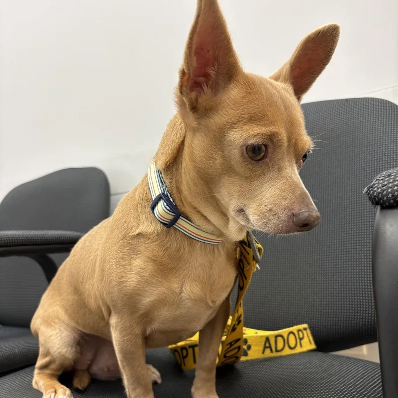 An adult small-sized female Yellow / Tan / Blond / Fawn Chihuahua dog named Tina for adoption in Austell, GA
