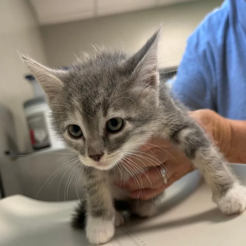 A baby small-sized female Gray / Blue / Silver Domestic Short Hair cat named Liberty for adoption in Ponca City, OK