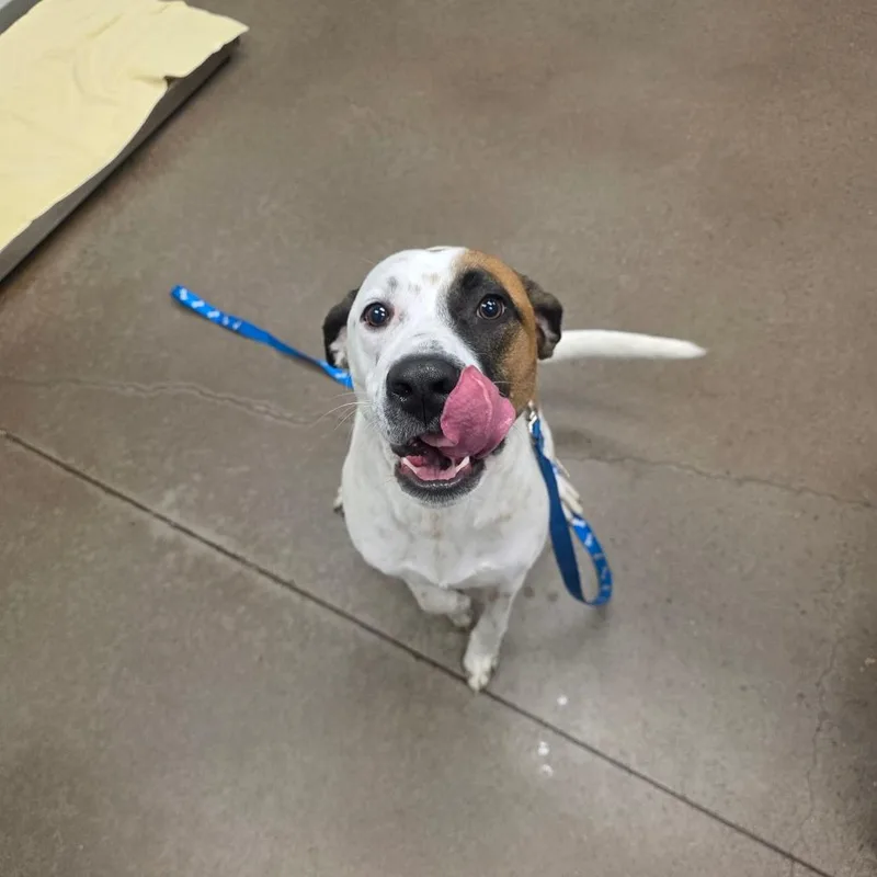An adult large-sized male Retriever dog named Thorin for adoption in Chattanooga, TN