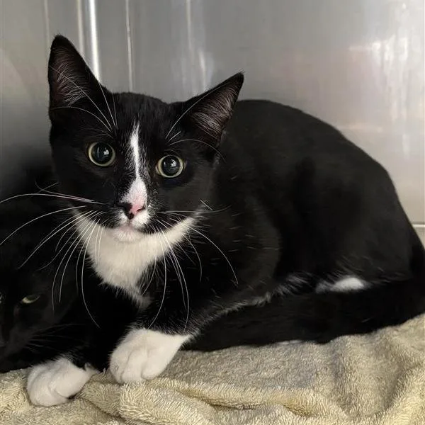 A young medium-sized male Black Domestic Short Hair cat named Alvin for adoption in Hawthorne, CA