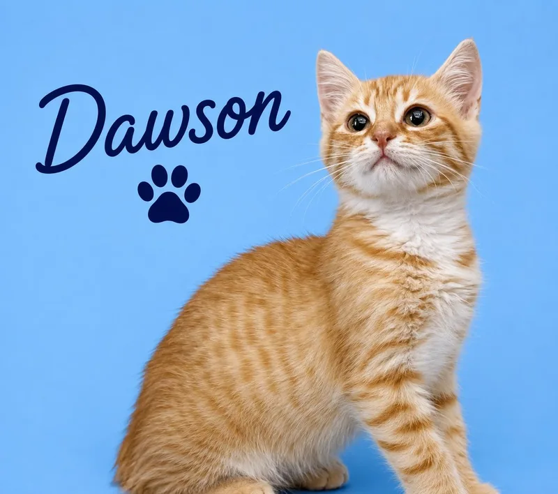 A baby small-sized male Domestic Short Hair cat named Dawson for adoption in Dixon, CA