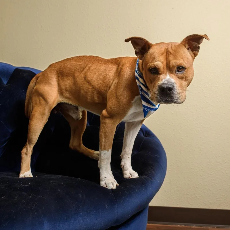 An adult medium-sized male Yellow / Tan / Blond / Fawn Pit Bull Terrier dog named Dorito for adoption in Weatherford, TX