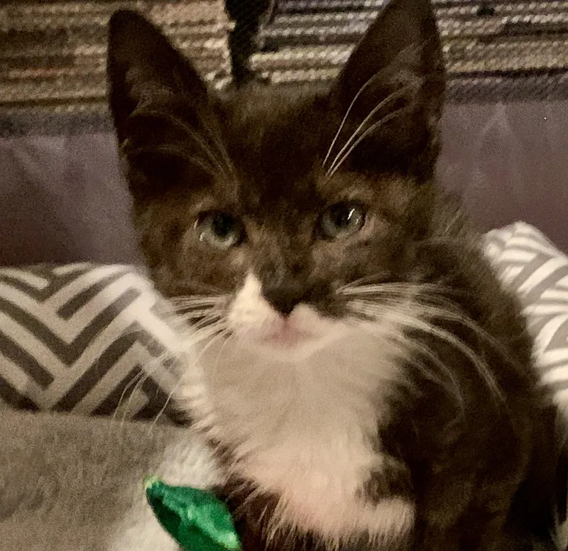 A baby medium-sized female Black & White / Tuxedo Domestic Short Hair cat named Briony for adoption in Moriches, NY