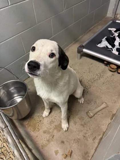 A young large-sized female Maremma Sheepdog dog named Rca for adoption in Marshall, NC