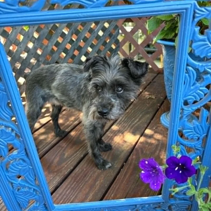 Truffles thumbnail 5