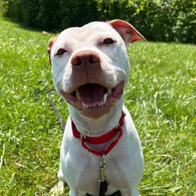 An adult medium-sized female White / Cream Mixed Breed dog named Scarlett for adoption in South Burlington, VT