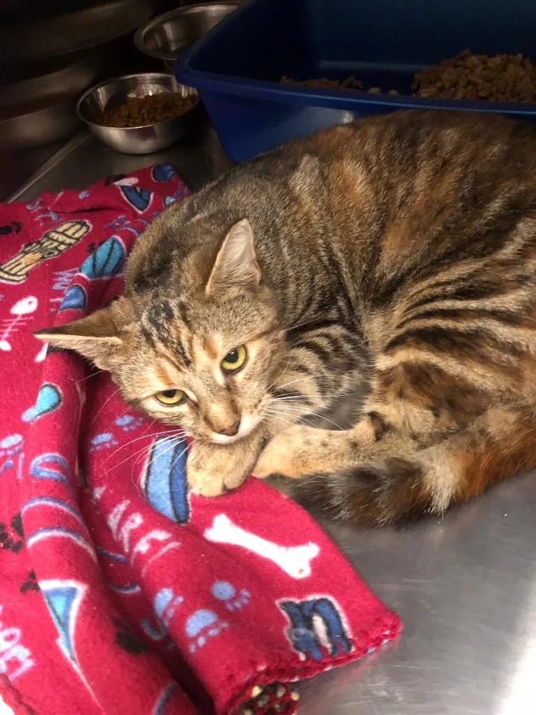 An adult small-sized female Domestic Short Hair cat named Farrah for adoption in Ocala, FL