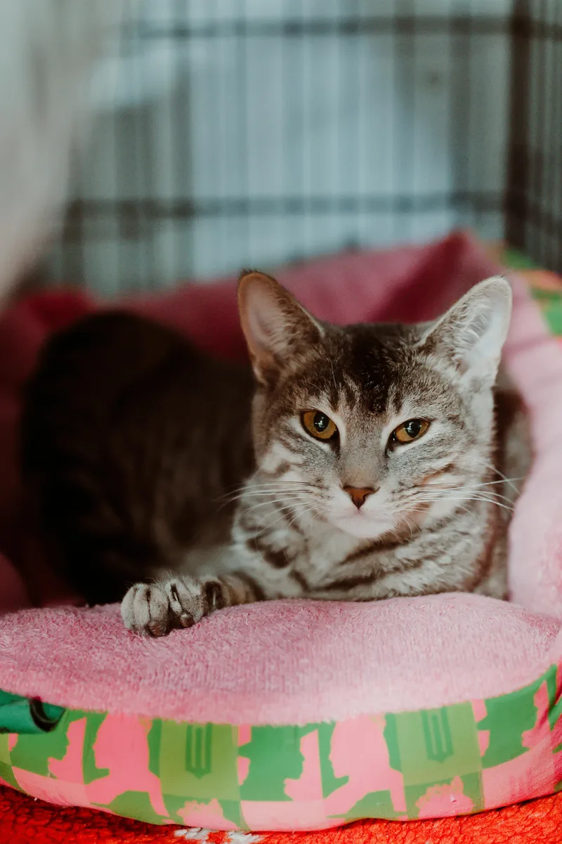 A young medium-sized female Gray & White Tabby cat named Marla for adoption in Le Mars, IA