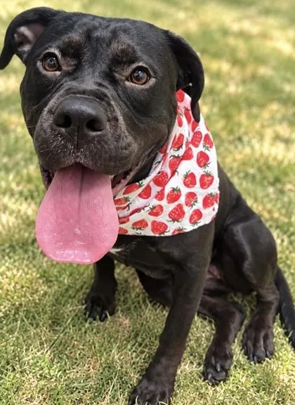 A young medium-sized female Black Mixed Breed dog named Asteria for adoption in Hamilton, OH