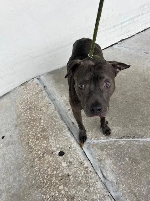 A young medium-sized female Pit Bull Terrier dog named Rain for adoption in Miami, FL