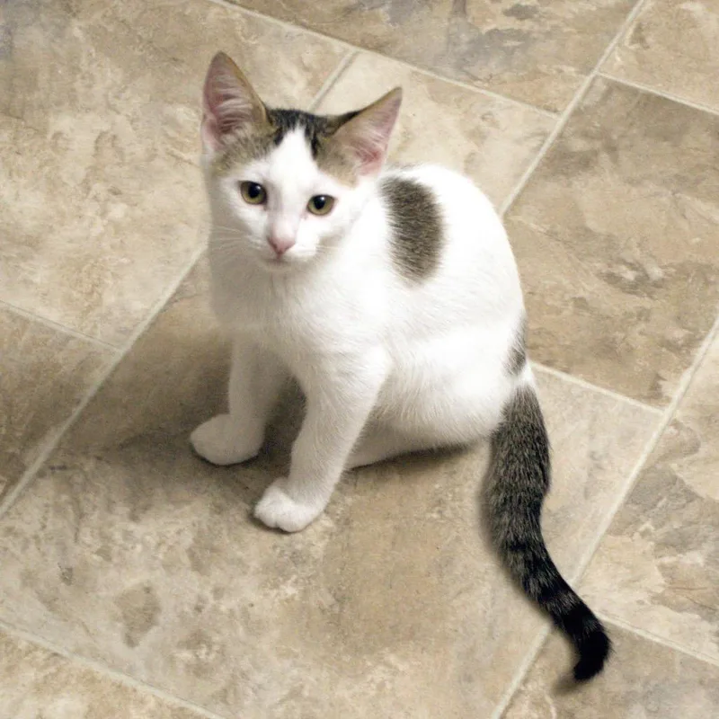 A baby small-sized male White Domestic Short Hair cat named Angus for adoption in Hemet, CA
