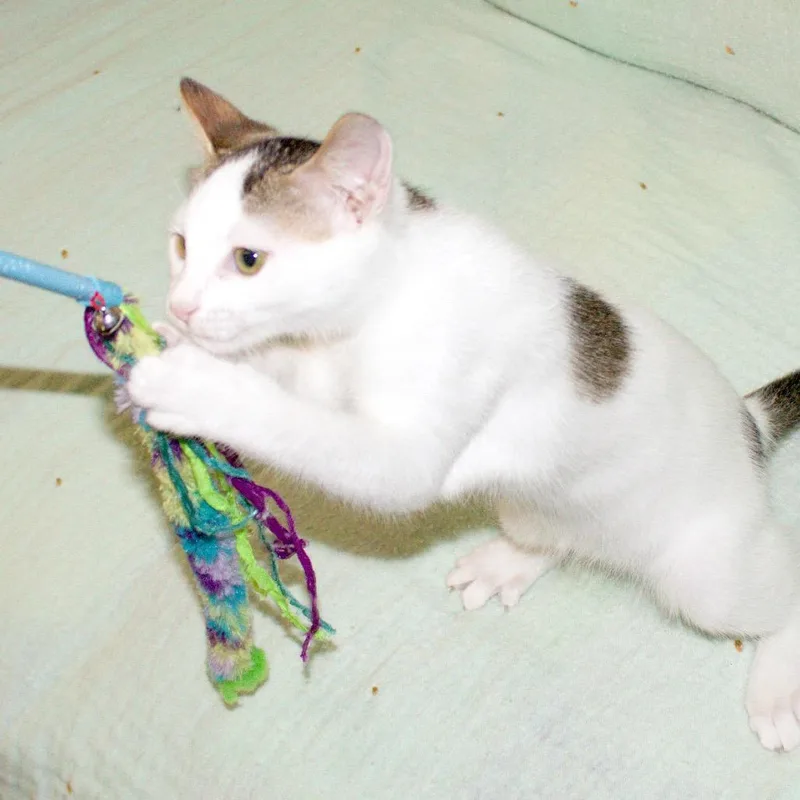 Angus thumbnail 4